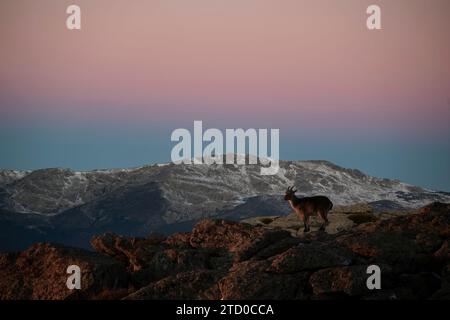 Ein iberischer Steinbock steht majestätisch auf einem Felsvorsprung mit schneebedeckten Bergen und rosa und lila Abendhimmel im Hintergrund. Stockfoto