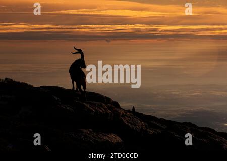 Silhouette einer majestätischen Bergziege, die auf einem Felsvorsprung vor einem lebendigen Sonnenuntergangshimmel steht. Stockfoto