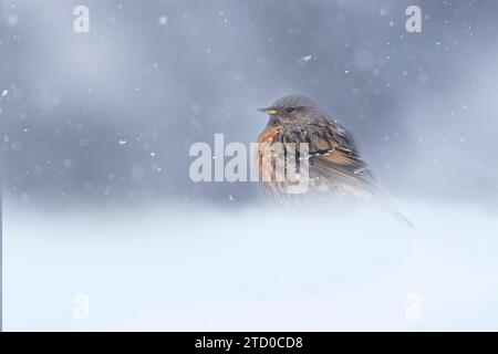 Ein kleiner Alpenvogel hält dem sanft fallenden Schnee in den ruhigen Schweizer Alpen stand und verkörpert die Stille und Widerstandsfähigkeit der Natur. Stockfoto