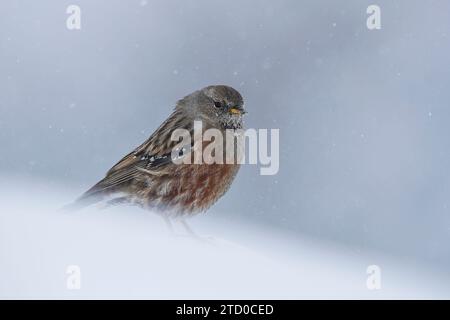 Ein kleiner alpiner accentor-Vogel übersteht einen Schneesturm in den beschaulichen Schweizer Alpen, dessen Federn gegen die Kälte geflutet sind. Stockfoto