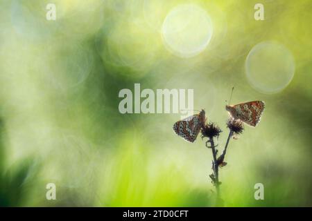 Zwei zarte Schmetterlinge stehen auf einer Distelform, die in sanftes, traumhaftes Bokeh-Licht mit gedämpften Grüntönen getaucht ist. Stockfoto