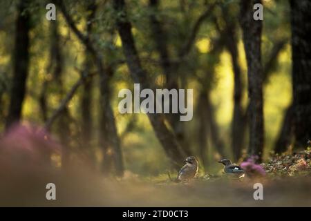 Ein friedliches Bild, das zwei eurasische eichelvögel auf dem Waldboden erfasst, umgeben von Bäumen, die in weiches, warmes Sonnenlicht getaucht sind. Stockfoto