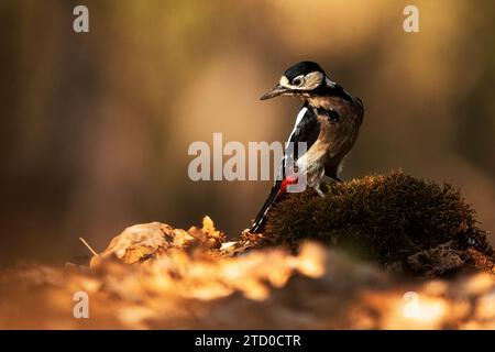 Ein toller gefleckter Spechte thront auf einem moosigen Fleck in einem sonnendurchfluteten Wald. Stockfoto