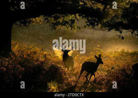 Majestätischer roter Hirsch und Hintern in einer sonnendurchfluteten Nebellandschaft während der Herbstsaison in Großbritannien. Stockfoto