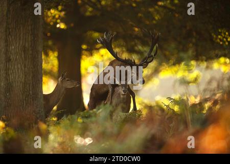 Ein majestätischer Rothirsch mit beeindruckenden Geweihen, begleitet von Hintern, vor einer ruhigen Herbstkulisse während der britischen Brunstsaison. Stockfoto