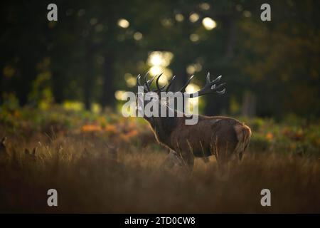 Ein königlicher europäischer Rothirsch ruft während der Brunstsaison in einem ruhigen britischen Wald im Herbst hervor, in dem sanftes, goldenes Licht durch den Wald filtert Stockfoto