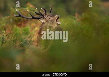 Ein kräftiger Rothirsch brüllt mitten in der Bürste und zeigt sein Geweih in der herbstlichen Pracht Großbritanniens und signalisiert damit die Brunftsaison. Stockfoto