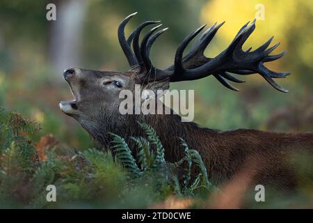 Ein fesselndes Bild, das die Intensität eines Hirschhirsches einfängt, der während der Brunstsaison im Herbstlaub im britischen Wald brüllt. Stockfoto