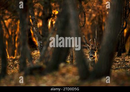 Ein junger Reh blickt neugierig zwischen den Stämmen eines herbstlichen Waldes, der in warmes Sonnenlicht getaucht ist. Stockfoto