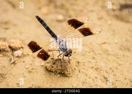 Eine atemberaubende RingelLibelle mit transparenten Flügeln mit braunen Flecken thront zart auf einem zerklüfteten Gelände. Stockfoto