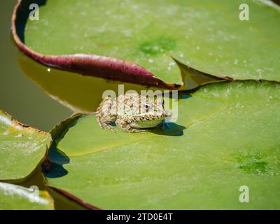 Ein Nahaufnahme-Bild, das einen Frosch zeigt, der am Rand einer leuchtend grünen Lilienplatte vor dem Hintergrund des ruhigen Teichwassers liegt. Stockfoto