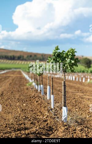 Eine frische Plantage junger Weinreben, die in ordentlichen Reihen auf einem gut bebauten Bauernhof unter klarem blauen Himmel stehen. Stockfoto