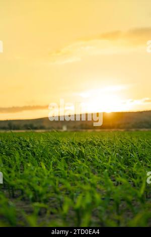 Die Sonne untergeht am Horizont und strahlt ein warmes goldenes Leuchten über einem Feld junger, grüner Maispflanzen aus, die in fruchtbarem Boden sprießen. Stockfoto
