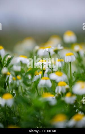 Ein ruhiges Feld von kleinen Kamillenblüten in Blüte mit geringer Schärfentiefe. Stockfoto