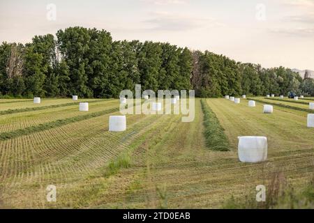 Eine ruhige Ackerlandszene mit ordentlich angeordneten Heuballen, die in weißen Plastik gewickelt sind, vor dem Hintergrund üppiger grüner Bäume unter einem sanften blauen Himmel. Stockfoto