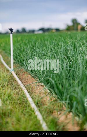 Ein fokussierter Schuss von Sprinklerköpfen auf Bewässerungsrohren, die inmitten der grünen Blätter eines Zwiebelfeldes angeordnet sind und die moderne landwirtschaftliche Praxis veranschaulichen Stockfoto