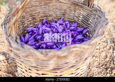Nahaufnahme eines traditionellen Korbs, der bis zum Rand mit frisch geernteten, tiefvioletten Safranblüten gefüllt ist, mit einem unscharfen natürlichen Hintergrund Stockfoto