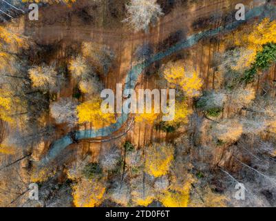 Ein Blick aus der Vogelperspektive fängt den gewundenen Pfad ein, umgeben von den lebhaften Gelb- und Orangetönen eines herbstlichen Waldes in der Schweiz Stockfoto