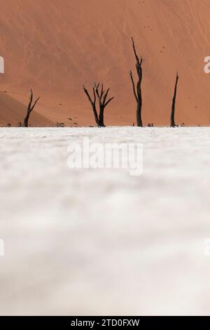 Blick auf Deadvlei in Namibia, wo Skelettbäume auf weißer Oberfläche vor dem Hintergrund der geernteten orangen Sanddünen stehen Stockfoto