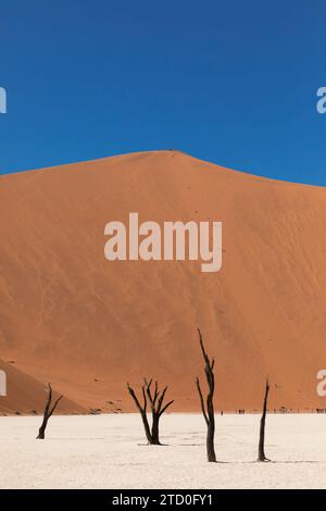 Ikonischer Blick auf Deadvlei in Namibia, wo Skelettbäume vor der Kulisse einer riesigen orangen Sanddüne unter einem tiefblauen Himmel stehen Stockfoto