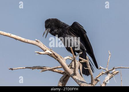 Niedriger Winkel der schwarzen Krähe, die auf einem steilen Zweig in der namibischen Wildnis vor blauem Himmel thront Stockfoto
