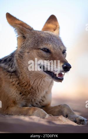 Seitenansicht eines Wüstenschakals in Namibia, der auf sandigem Gelände liegt, während er wegblickt und aufmerksam beobachtet Stockfoto