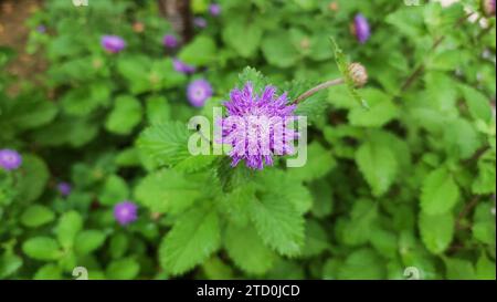 Nahaufnahme der brasilianischen Knopfblume, Centratherum, Lark Gänseblümchen, kriechende Gänseblümchen wachsen frische grüne Hintergrundblätter Stockfoto