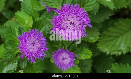 Nahaufnahme der brasilianischen Knopfblume, Centratherum, Lark Gänseblümchen, kriechende Gänseblümchen wachsen frische grüne Hintergrundblätter Stockfoto