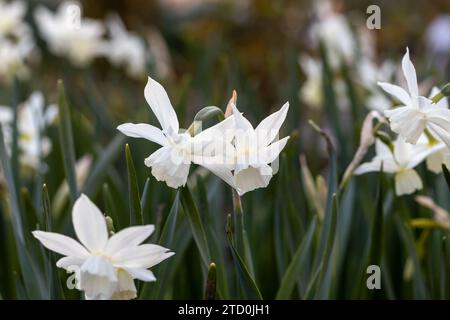 Weiße Narzisse triandrus Thalia Blumen. Reinweiße Narzissen blühen im Frühling. Stockfoto