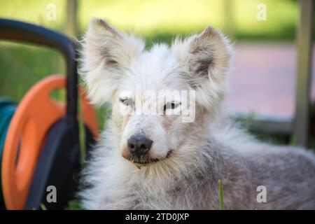 Alopecia-Krankheit Samoyed Hund. Dermatitis und Juckreiz von Hunden Stockfoto