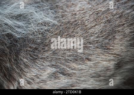 Alopecia-Krankheit Samoyed Hund. Dermatitis und Juckreiz von Hunden Stockfoto