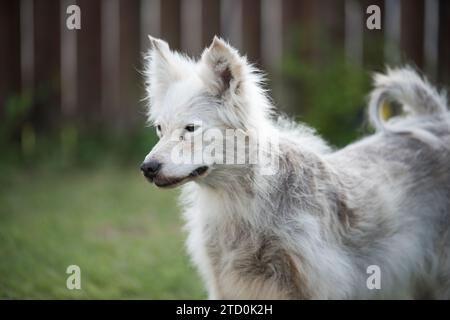 Alopecia-Krankheit Samoyed Hund. Dermatitis und Juckreiz von Hunden Stockfoto