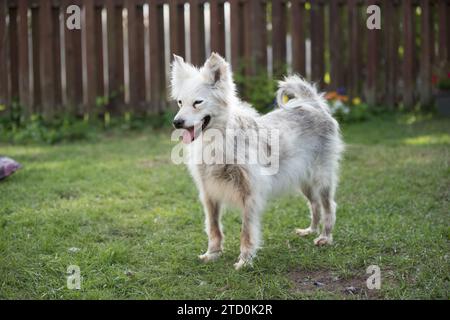 Alopecia-Krankheit Samoyed Hund. Dermatitis und Juckreiz von Hunden Stockfoto