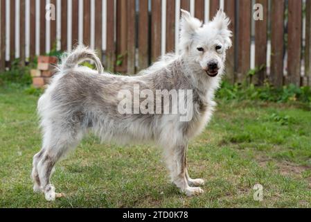 Alopecia-Krankheit Samoyed Hund. Dermatitis und Juckreiz von Hunden Stockfoto