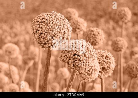 Nahaufnahme der Zierzwiebeln Allium Blüten in Farbe des Jahres 2024 - Peach Fuzz. Stockfoto