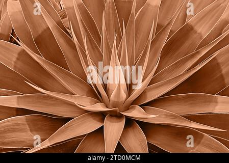 Wunderschön geblühte Agavenblätter wie Lotusblüten. Natürliches Blumenmuster Agavenpflanze saftig getönt in der Farbe des Jahres 2024 Peach Fuzz. Stockfoto