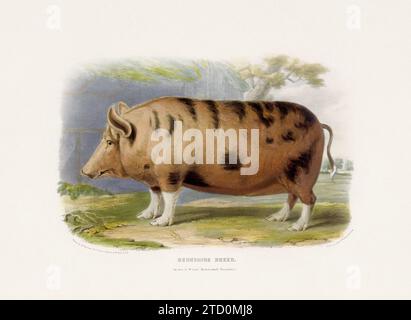 Vintage-Schweinebild aus einem Buch über Haustierrassen Mitte des 19. Jahrhunderts. Stockfoto