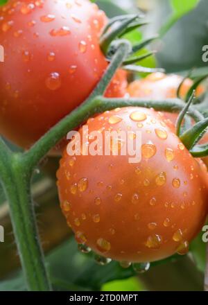 Reife Tomaten auf der Rebe nach einem Regen Stockfoto