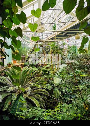 Inneres des Tropical Ravine, Gewächshaus im 19. Jahrhundert mit exotischen und gemäßigten Pflanzen, in den Botanischen Gärten in Belfast, Nordirland Stockfoto