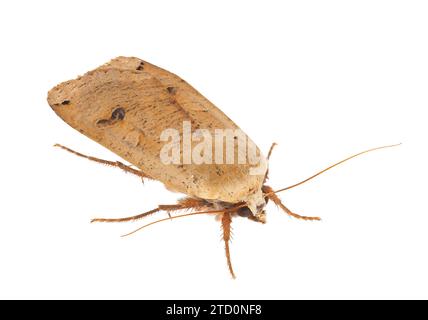 Große gelbe Unterflügelmotte isoliert auf weißem Hintergrund, Noctua pronuba Stockfoto