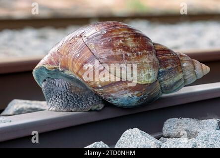 Eine große Schnecke krabbelt auf dem Gleis Stockfoto