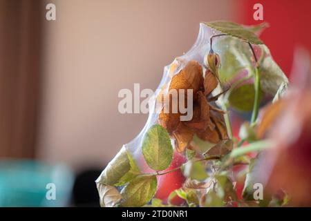 Alte, tote Blumen bedeckt mit schönen, seidenglatten Spinnweben Stockfoto