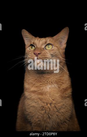 Lustige rote Katze, die auf Lammfell sitzt und in die Kamera schaut. Vertikales Bild mit schwarzem Hintergrund. Stockfoto