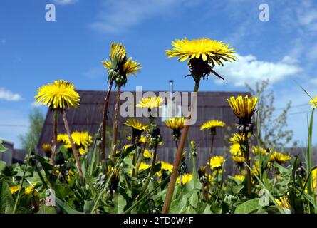 Blühender gelber Löwenzahn aus nächster Nähe mit Blick von unten auf die wunderschöne Landschaft im Sommer Stockfoto