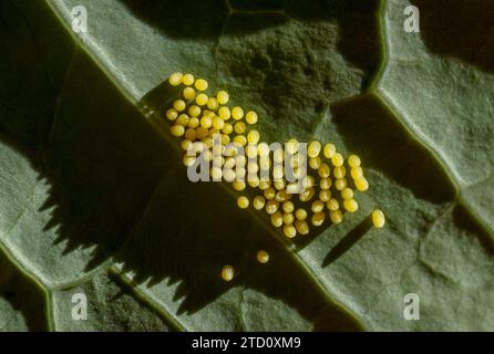 Eier des weißen Schmetterlings, Pieris sp. Auf Kohlblättern, Spanien. Stockfoto