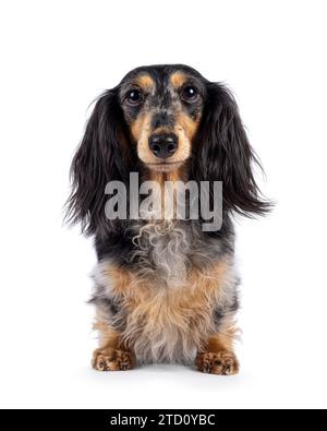 Niedlicher, glatter, langhaariger Dachshund, alias teckel, stehend nach vorne. Blick auf die Kamera. Isoliert auf weißem Hintergrund. Stockfoto