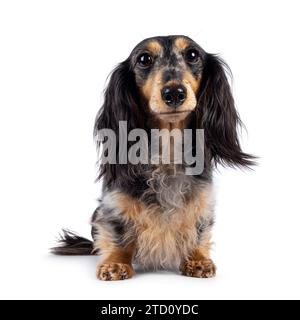 Niedlicher, glatter, langhaariger Dachshund, alias teckel, stehend nach vorne. Blick nach oben zur Kamera. Isoliert auf weißem Hintergrund. Stockfoto