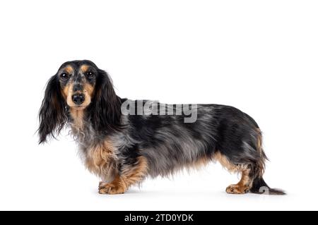 Niedlicher, glatter, langhaariger Dachshund-Hund alias teckel, der seitlich aufsteht. Mit Hündchenaugen in die Kamera blicken. Isoliert auf weißem Hintergrund. Stockfoto