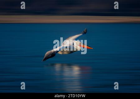 Langsames Pelikan gleitet am Seeufer Stockfoto