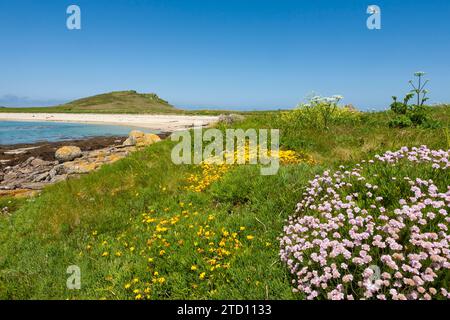 Wildblumen an der Küste, darunter Sparsamkeit und Vogelfuss-Trefoil, am Strand von East Porth, auf der unbewohnten Insel Teän, Isles of Scilly, Großbritannien Stockfoto